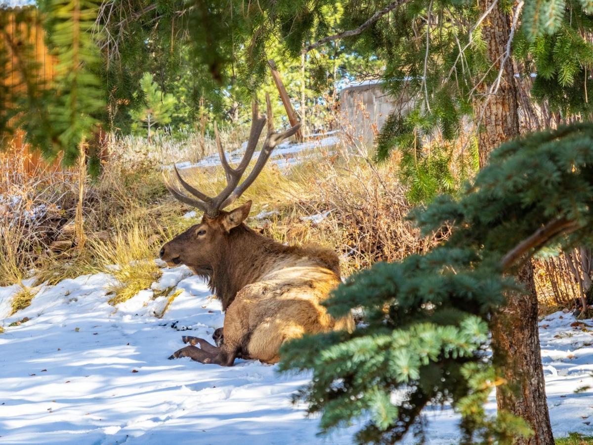 Streamside On Fall River Estes Park Buitenkant foto